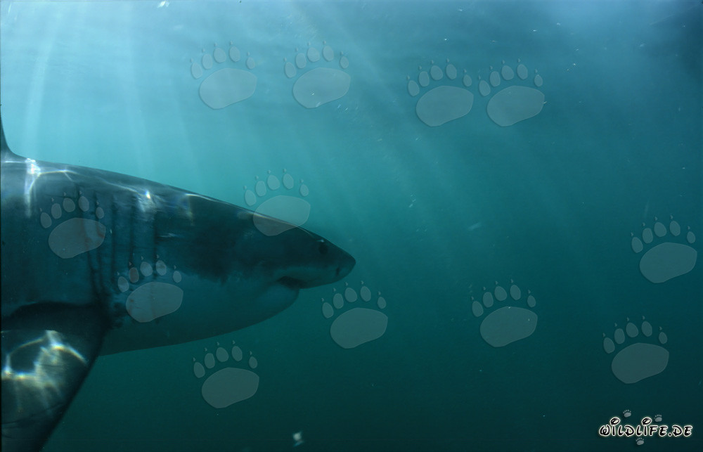Retrato imponente del tiburón blanco - Majestuoso habitante marino
