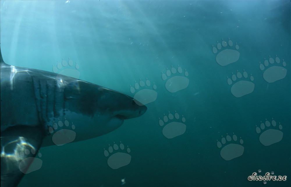 Imposantes Kopfporträt des Weißen Hais - Majestätischer Meeresbewohner