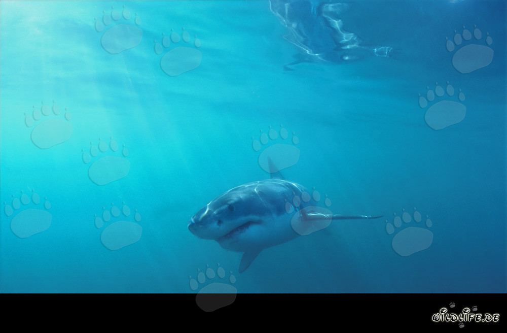 Baby Great White Shark foraging