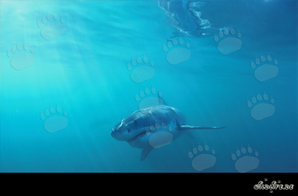 Jeune requin blanc à la recherche de nourriture