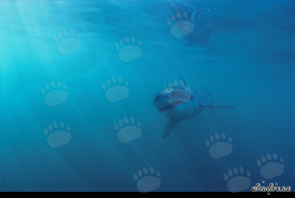 Baby Great White Shark (Carcharodon carcharias)