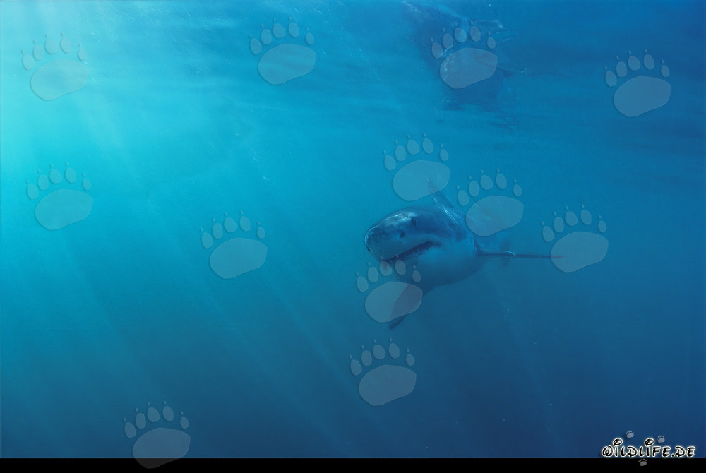 Jeune Requin Blanc à la lumière inhabituelle