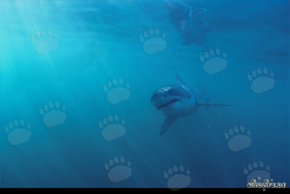 Tiburón Blanco bebé en una luz inusual
