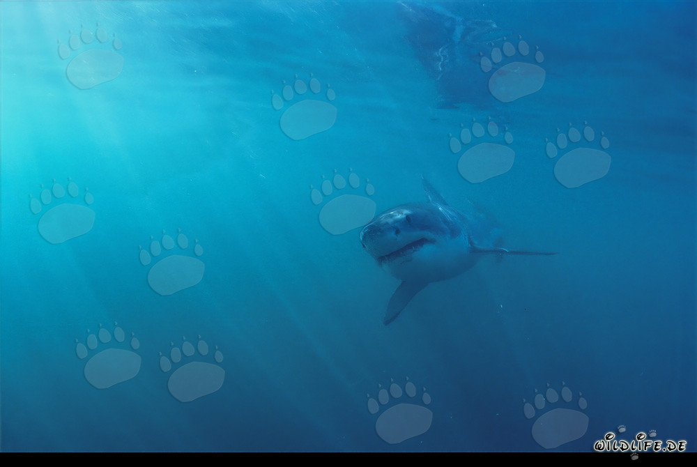 Piccolo Squalo Bianco sotto una luce insolita