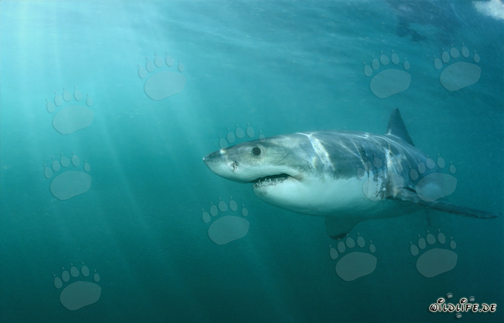 Great white shark approaching the seal colony on Geyser Rock