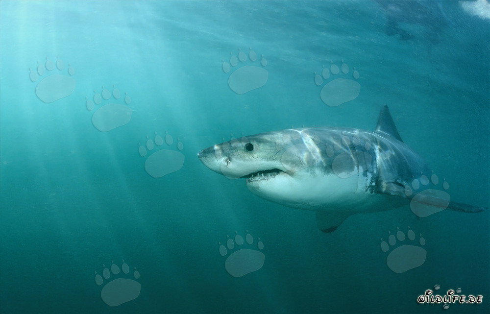 Grand requin blanc s'approche de la colonie de phoques sur Geyser Rock