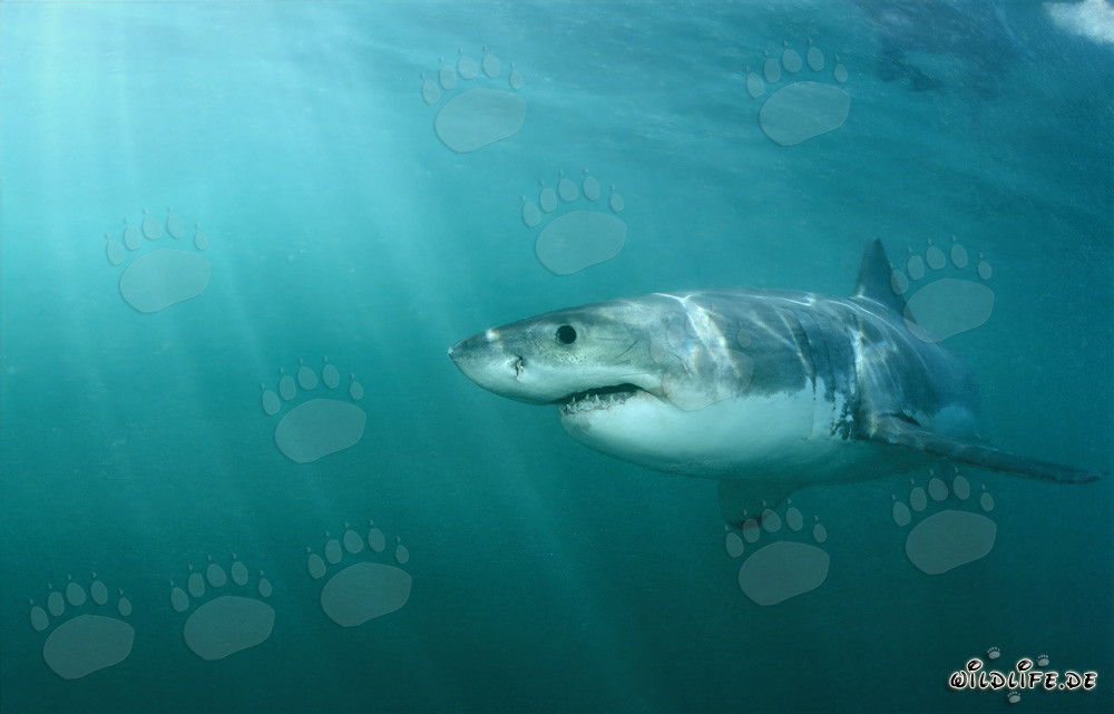 Gran tiburón blanco se acerca a la colonia de focas en Geyser Rock