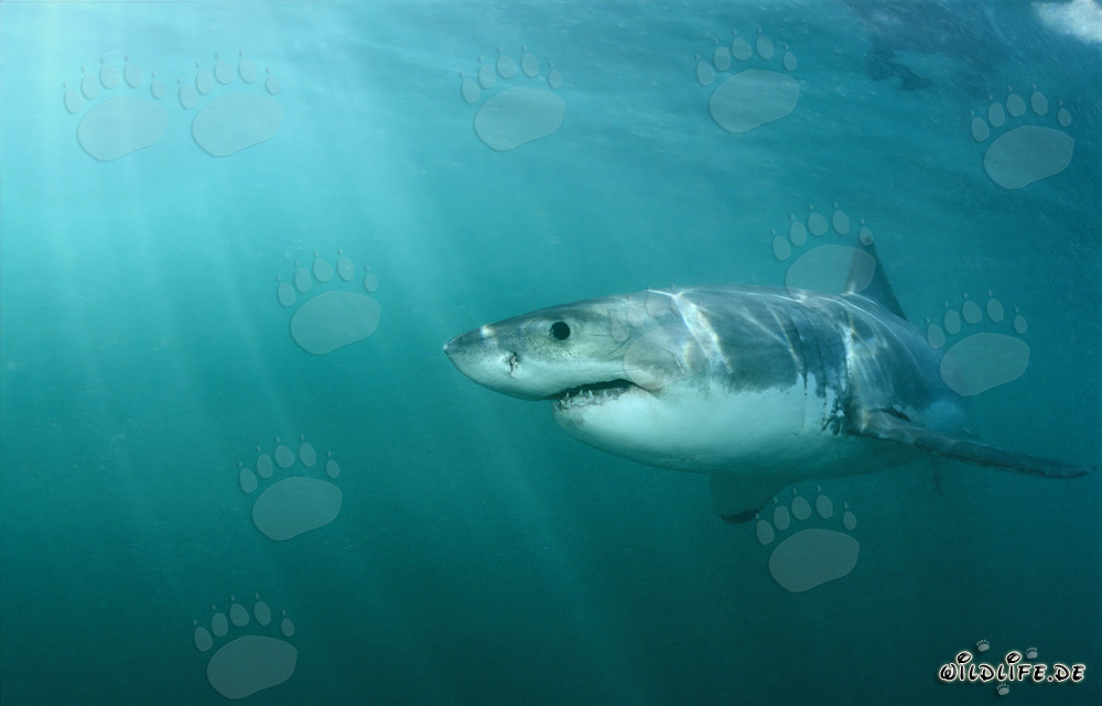 Großer Weißer Hai nähert sich der Robbenkolonie auf Geyser Rock