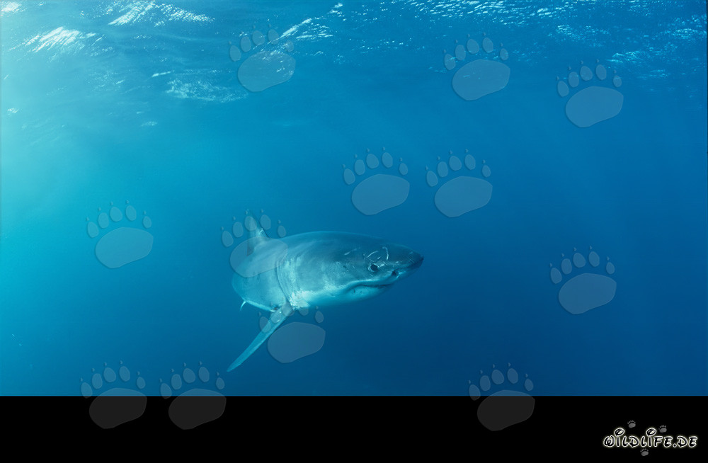 Baby Great White Shark exploring the surroundings