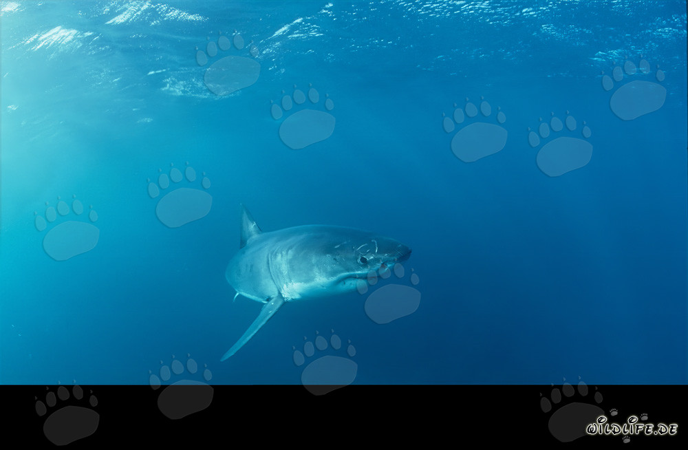 Jeune requin blanc explorant son environnement
