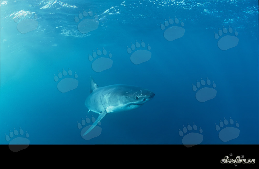 Bebé tiburón blanco explorando su entorno