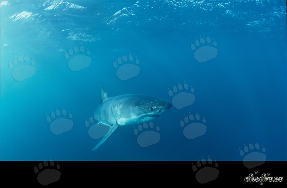 Giovane squalo bianco che esplora il suo ambiente