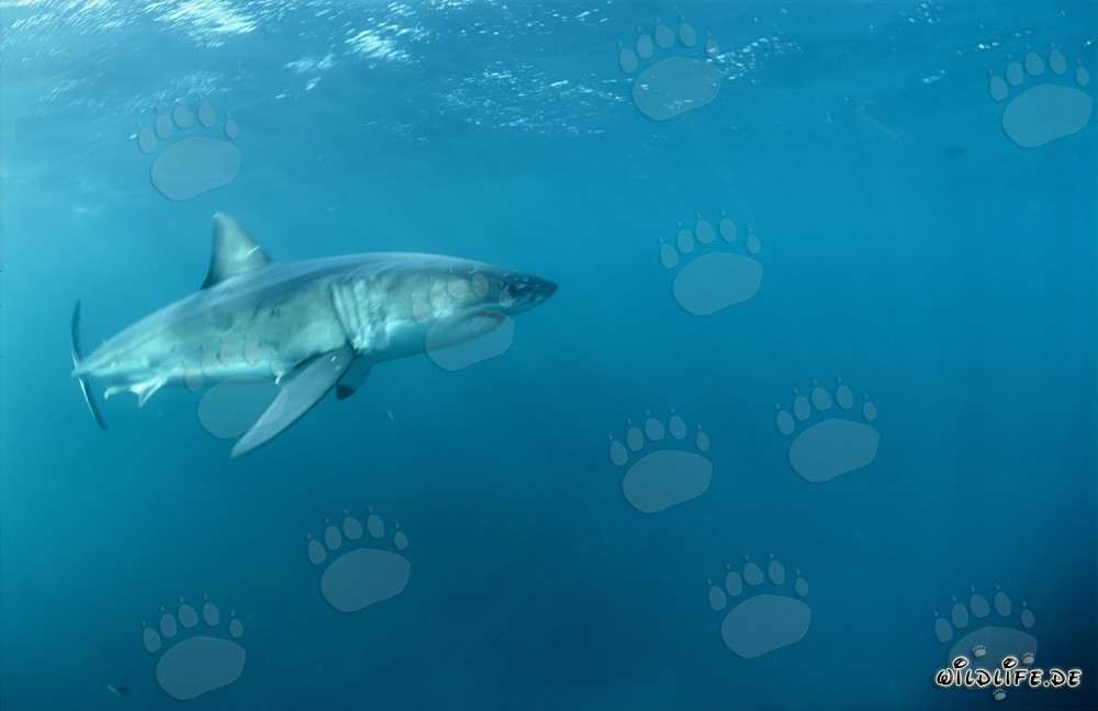 Mythe et fascination du Grand Requin Blanc