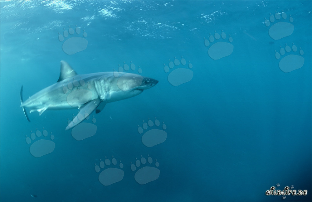Myth and Fascination of the Great White Shark