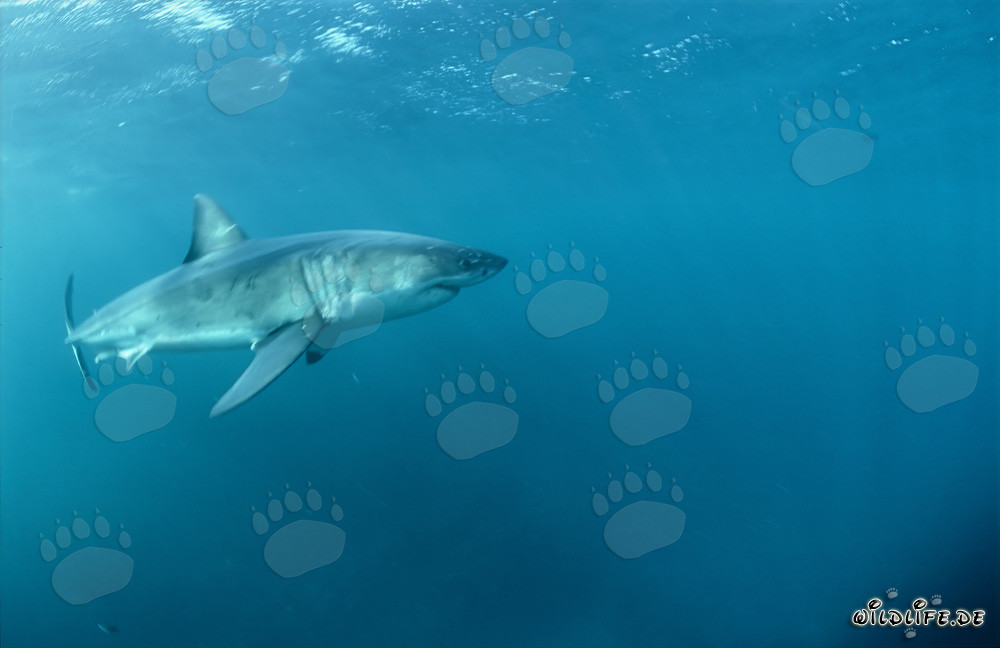 Mito e fascino dello Squalo Bianco