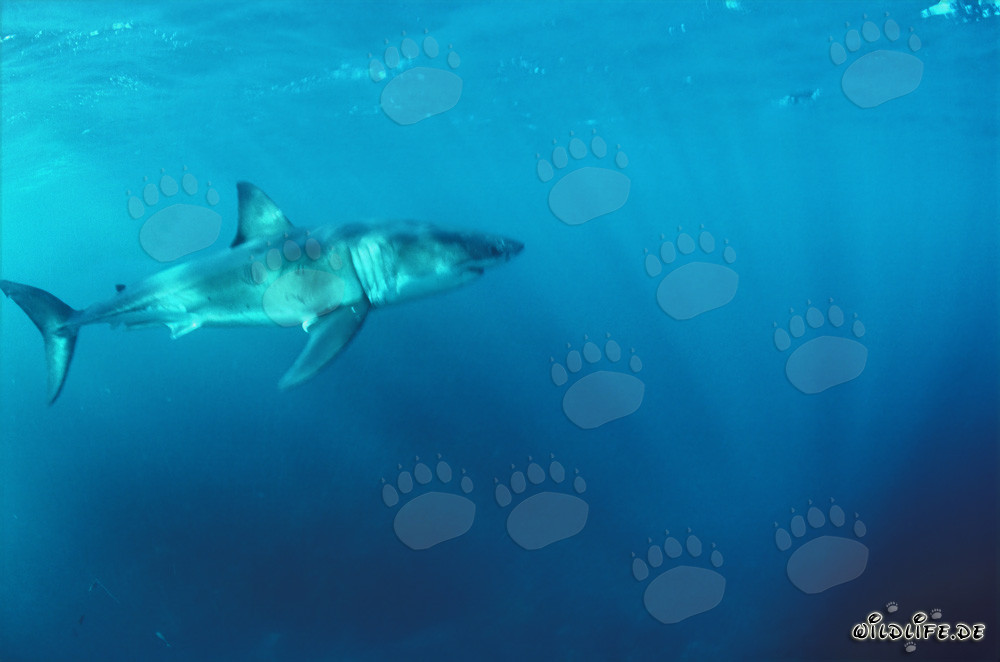 Grand requin blanc majestueux : roi des mers