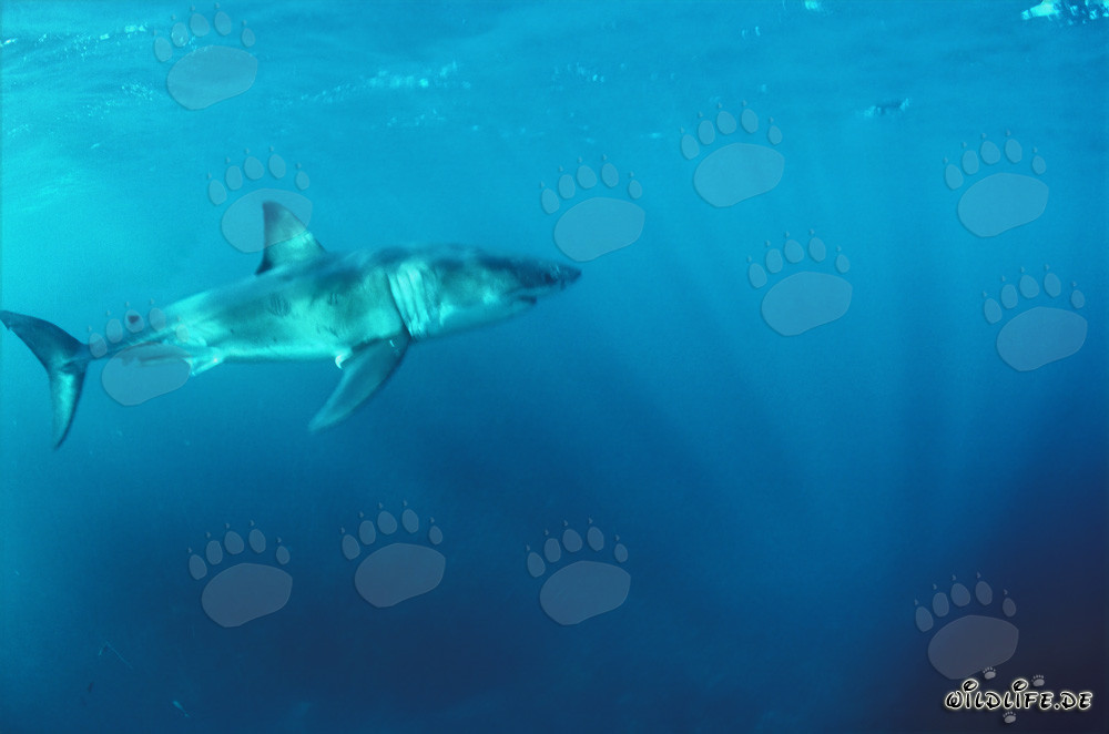 Majestic Great White Shark: King of the Oceans