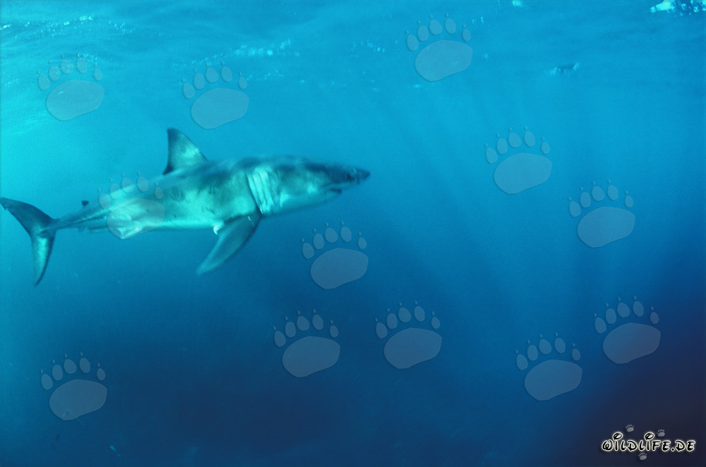 Tiburón blanco majestuoso: rey de los mares