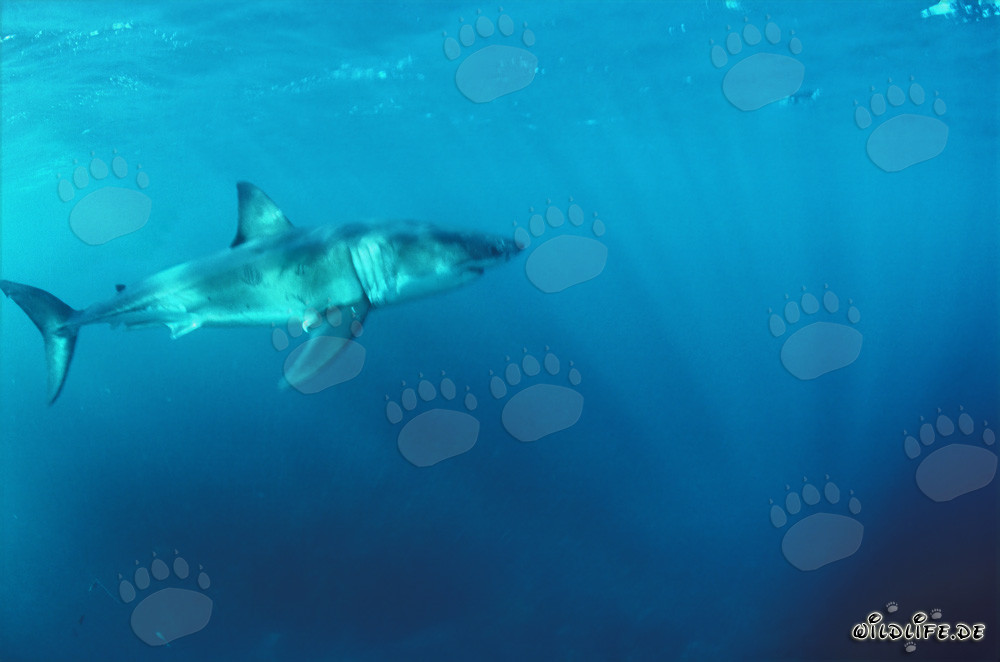 Majestätischer Weißer Hai: König der Meere
