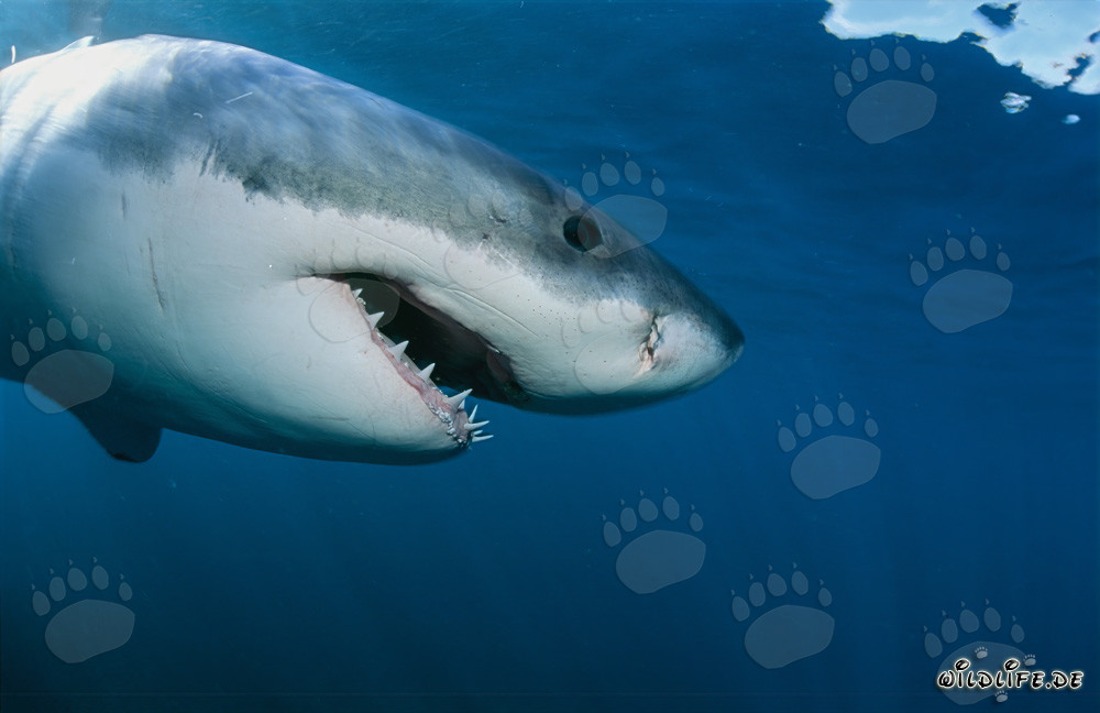 Portrait latéral imposant d'un majestueux grand requin blanc