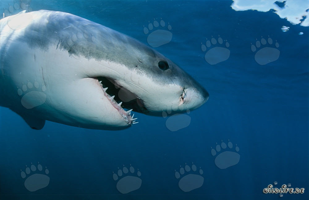 Impressive side portrait of a majestic Great White Shark
