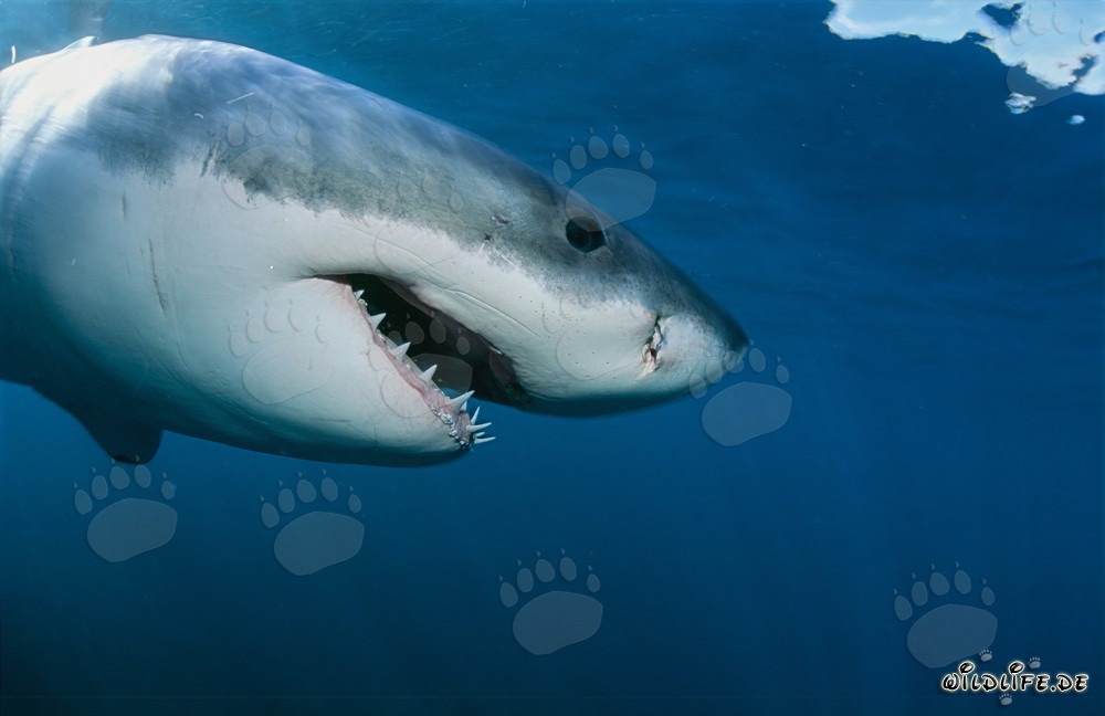 Imponente ritratto laterale di uno maestoso squalo bianco