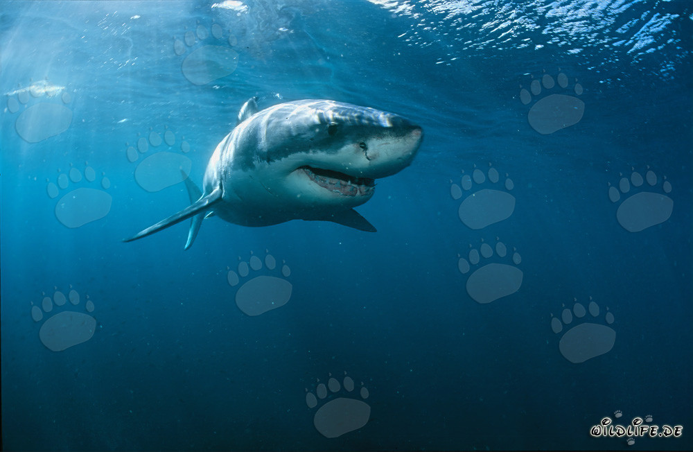 Great White Shark off the Coast of South Africa