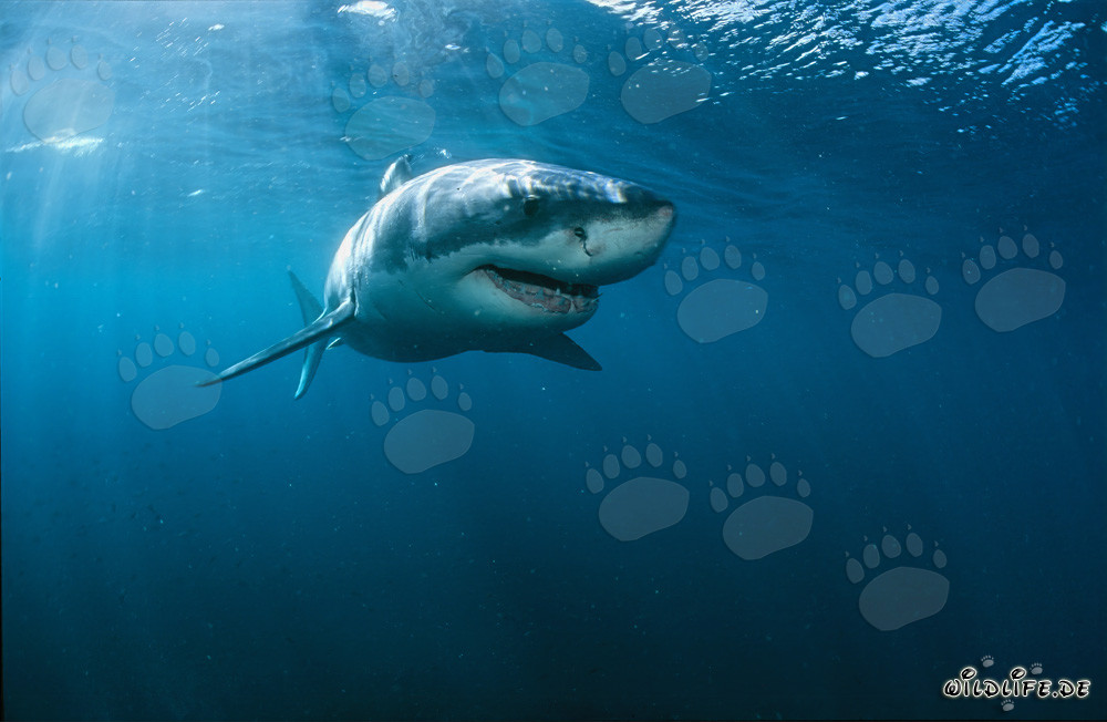 Grand requin blanc au large des côtes sud-africaines