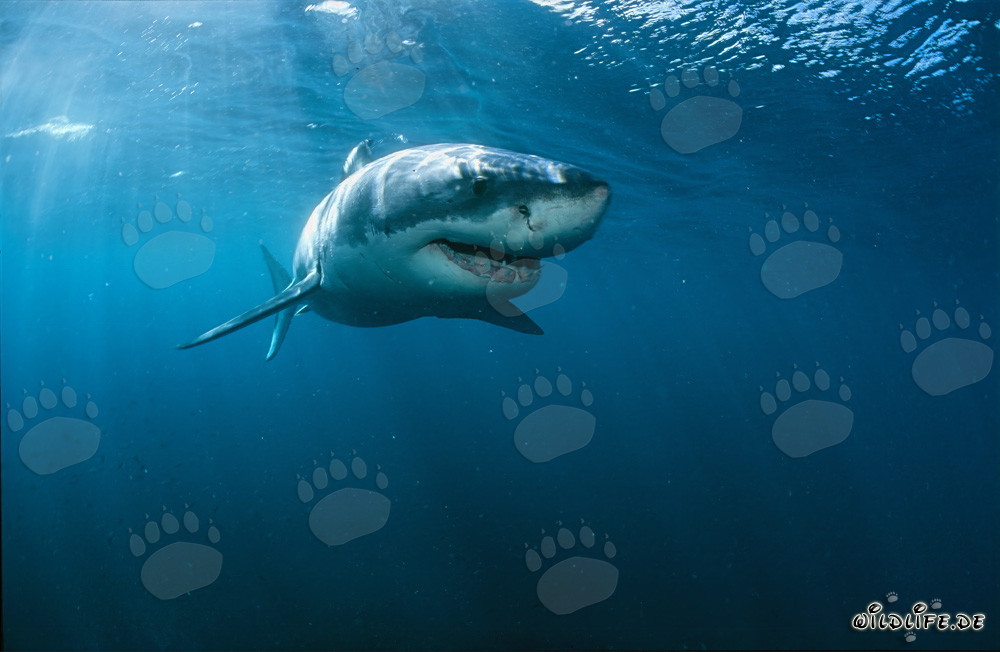Gran tiburón blanco frente a la costa de Sudáfrica