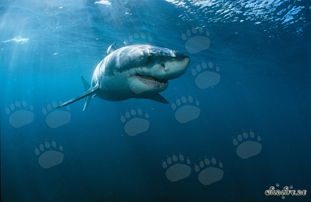 Großer Weißer Hai vor der Küste Südafrikas