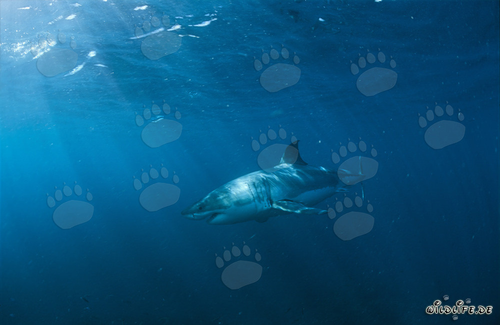 La majestueuse beauté du grand requin blanc : un chasseur fascinant des profondeurs marines