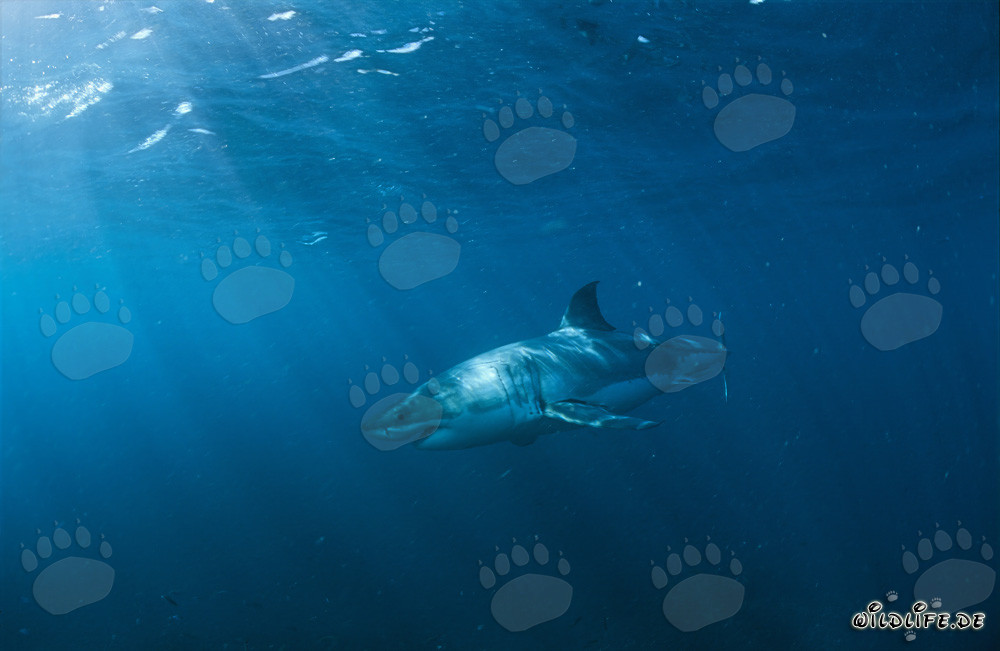 The Majestic Beauty of the Great White Shark: A Fascinating Hunter of the Deep Sea