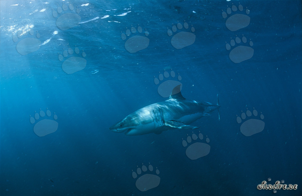 La maestosa bellezza dello squalo bianco: un cacciatore affascinante delle profondità marine