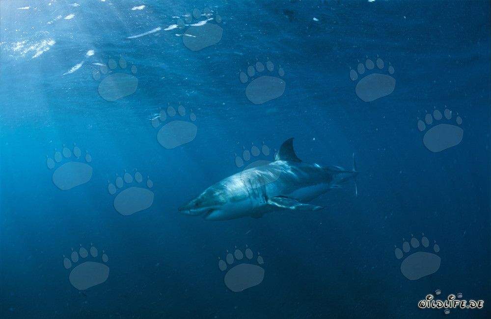La majestuosa belleza del tiburón blanco: un fascinante cazador de las profundidades marinas