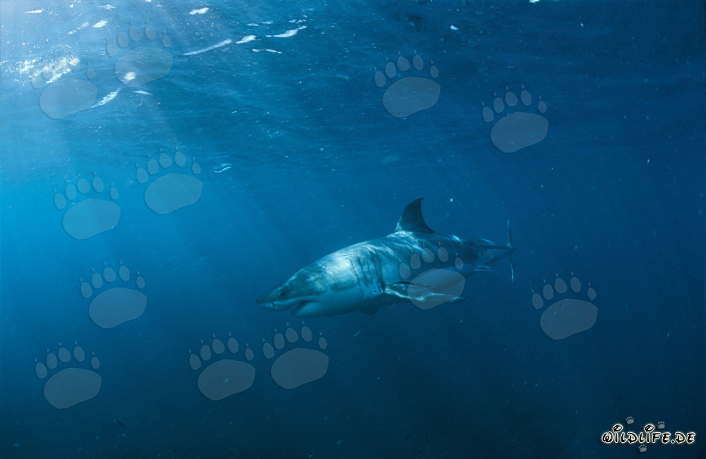 Die majestätische Schönheit des Weißen Hais: Ein faszinierender Jäger der Tiefsee