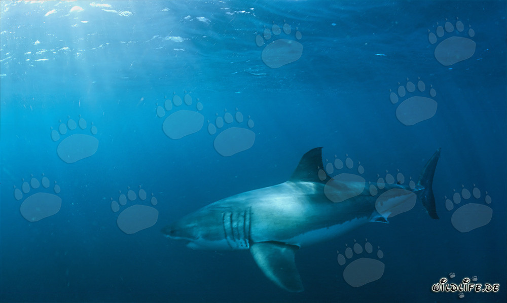 Grand requin blanc fascinant dans son environnement naturel