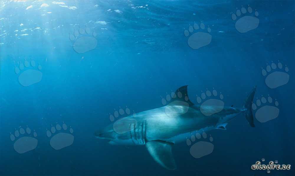 Fascinating Great White Shark in its Natural Habitat