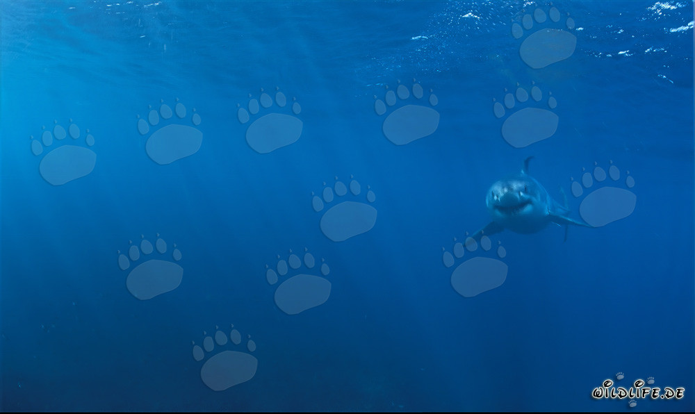 Adorable Baby Great White Shark swimming closer