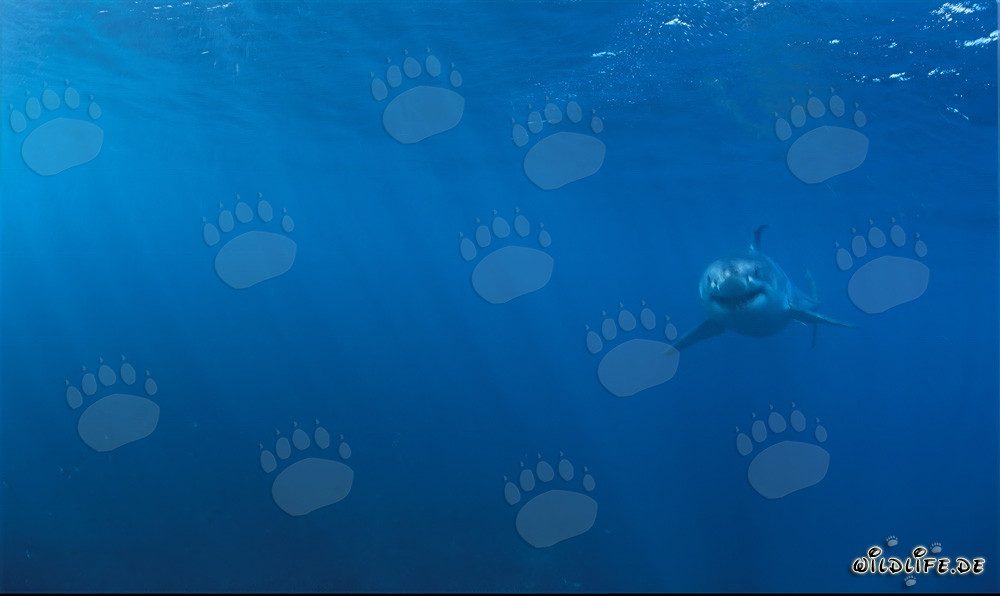 Jeune bébé requin blanc nage concentré de plus en plus près