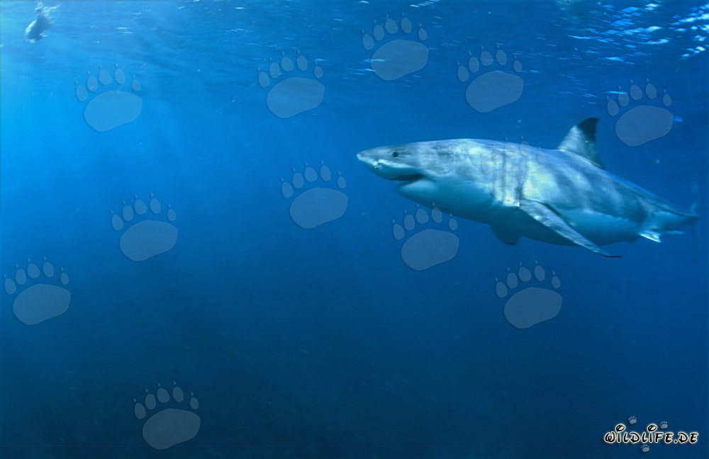 Le Grand Requin Blanc - Maître des Océans et Super Prédateur