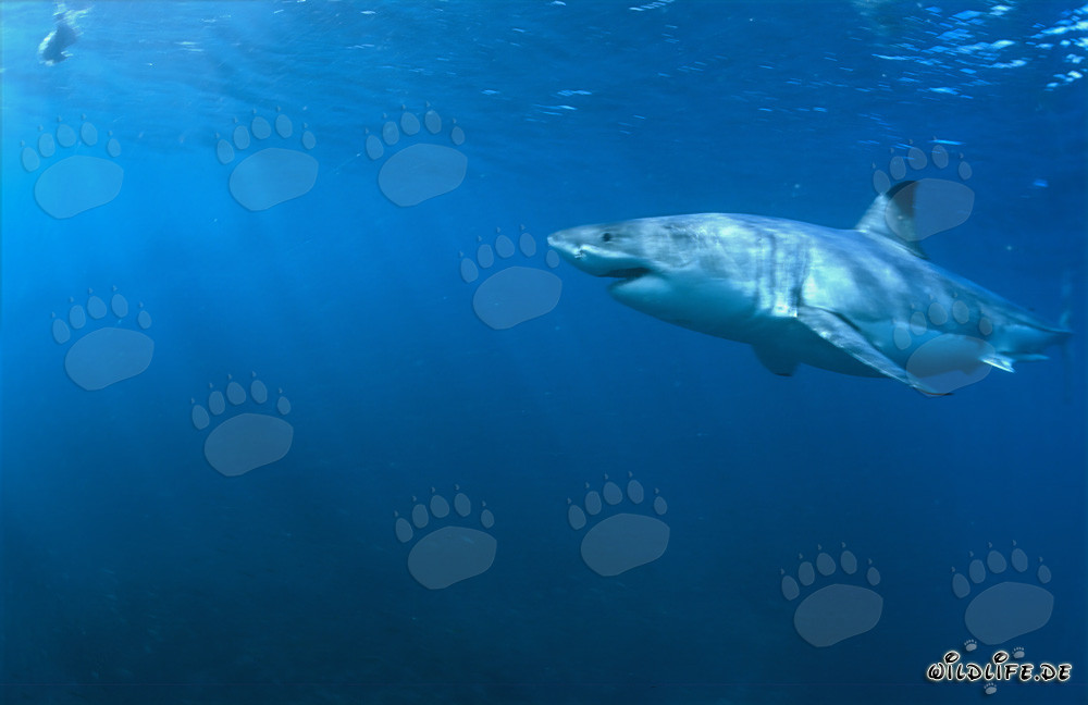 The Great White Shark - Master of the Oceans and Top Predator