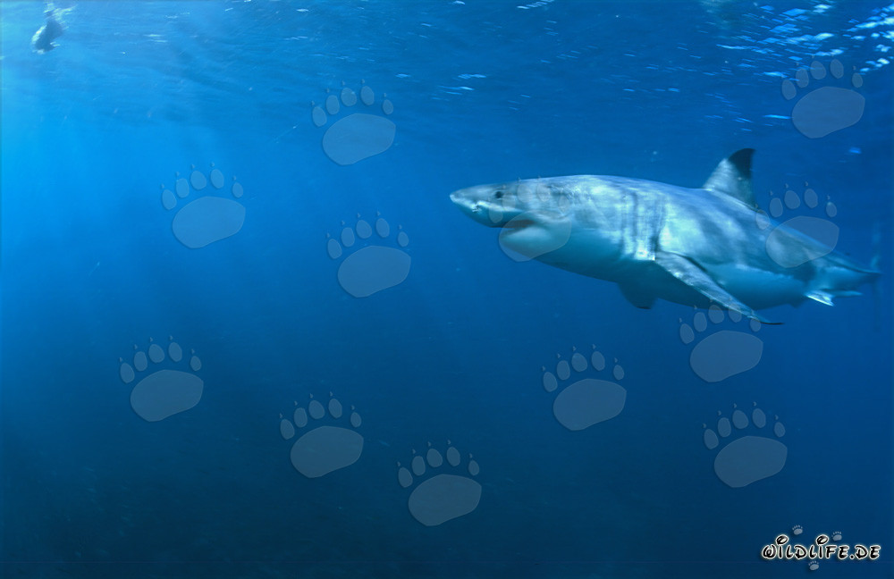 Lo Squalo Bianco - Maestro degli Oceani e Predatore Supremo