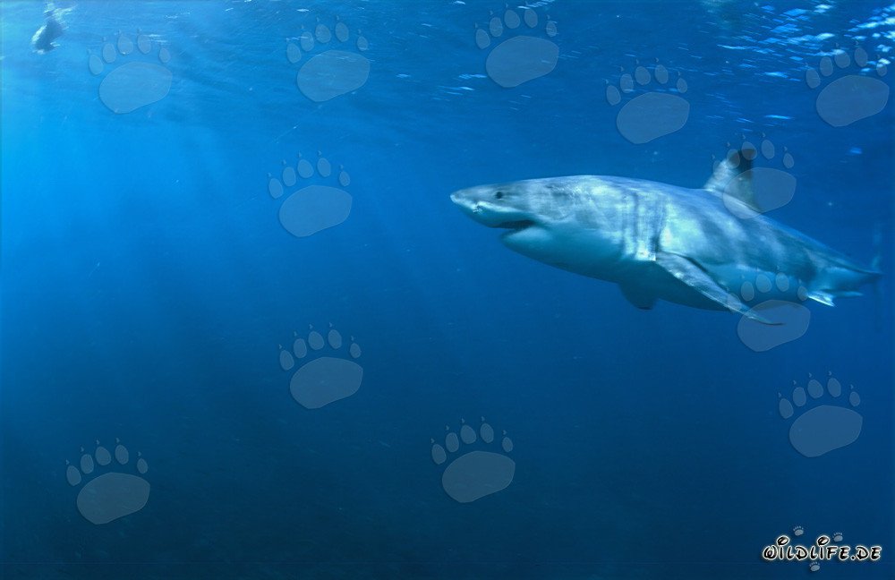Der Weiße Hai - Meister der Ozeane und Topraeuber