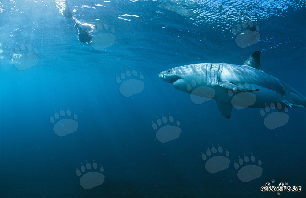 Gran tiburón blanco inspecciona el cebo bajo el agua