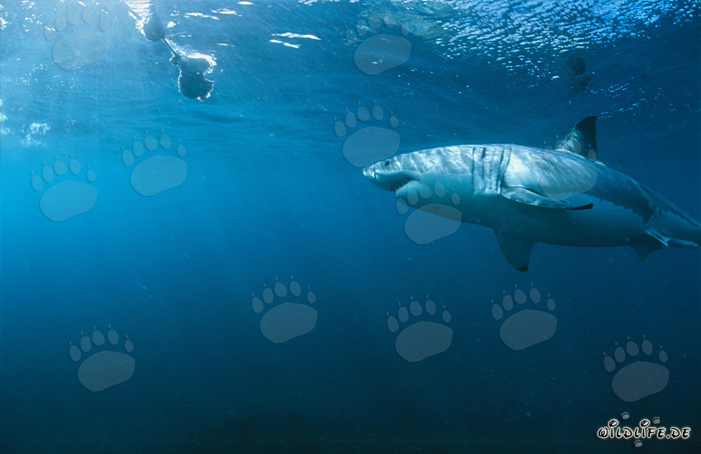 Grand requin blanc inspectant le poisson-appât sous l'eau
