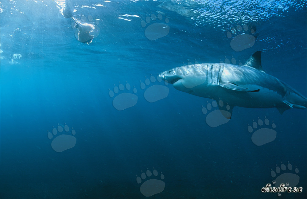 Great White Shark inspecting the bait fish underwater