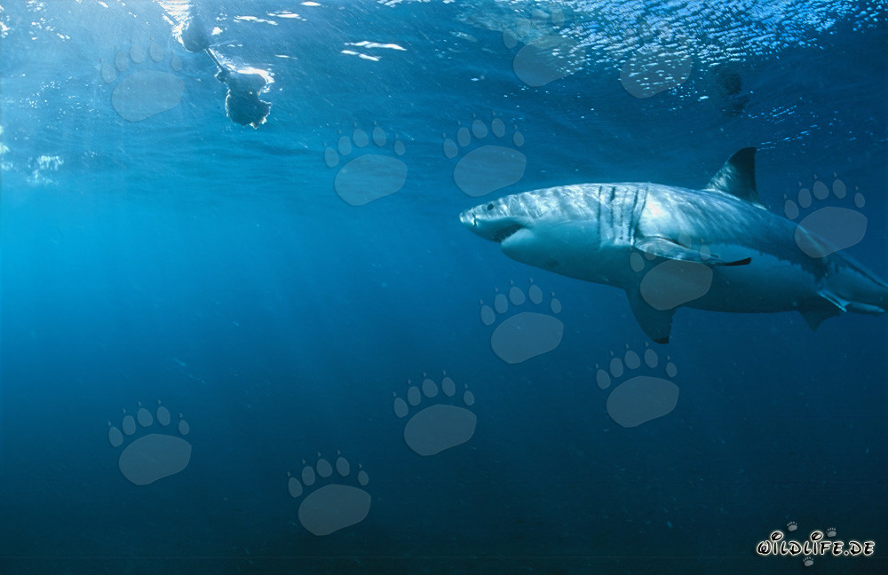 Großer Weißer Hai inspiziert den Köderfisch unter Wasser