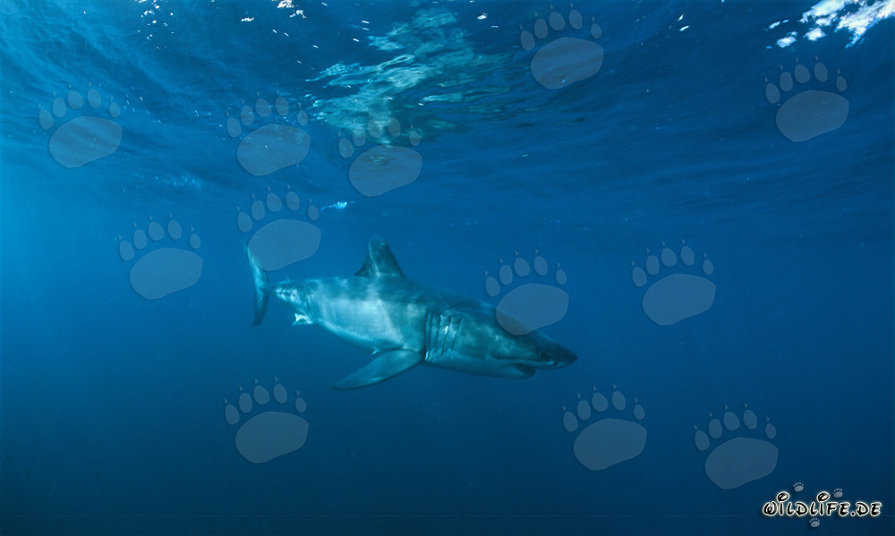 Majestic swims a magnificent Great White shark through the clear water