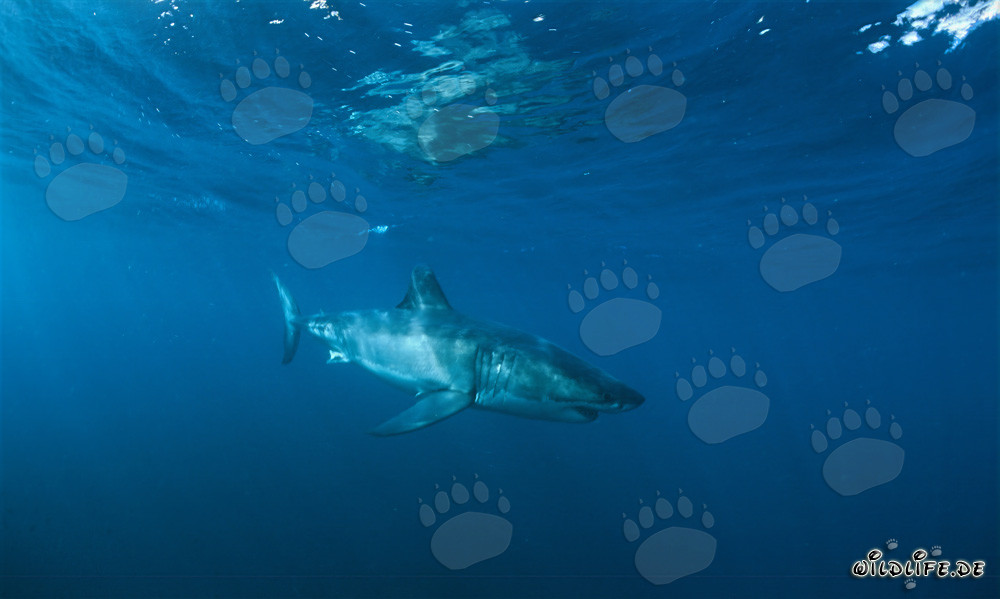 Un imponente tiburón blanco nada majestuosamente en aguas cristalinas