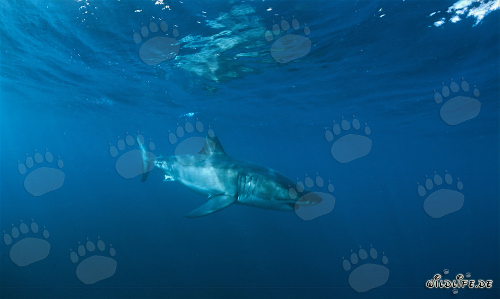 Majestätisch schwimmt ein imposanter Weißer Hai durch das klare Wasser